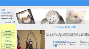 Furet et Furette : les Nouveaux Animaux de Compagnie (NAC)